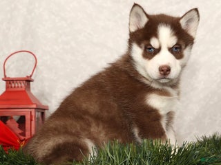 Siberian Husky dogs Macy - Ad 6