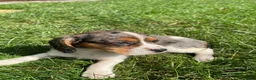 Beaglier dogs for sale: Ashlyn - Ad 8