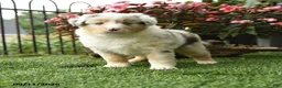 Australian Shepherd dogs for sale: River - Ad 3