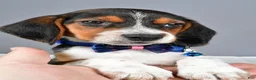 Beagle dogs for sale: Ozzy - Ad 9