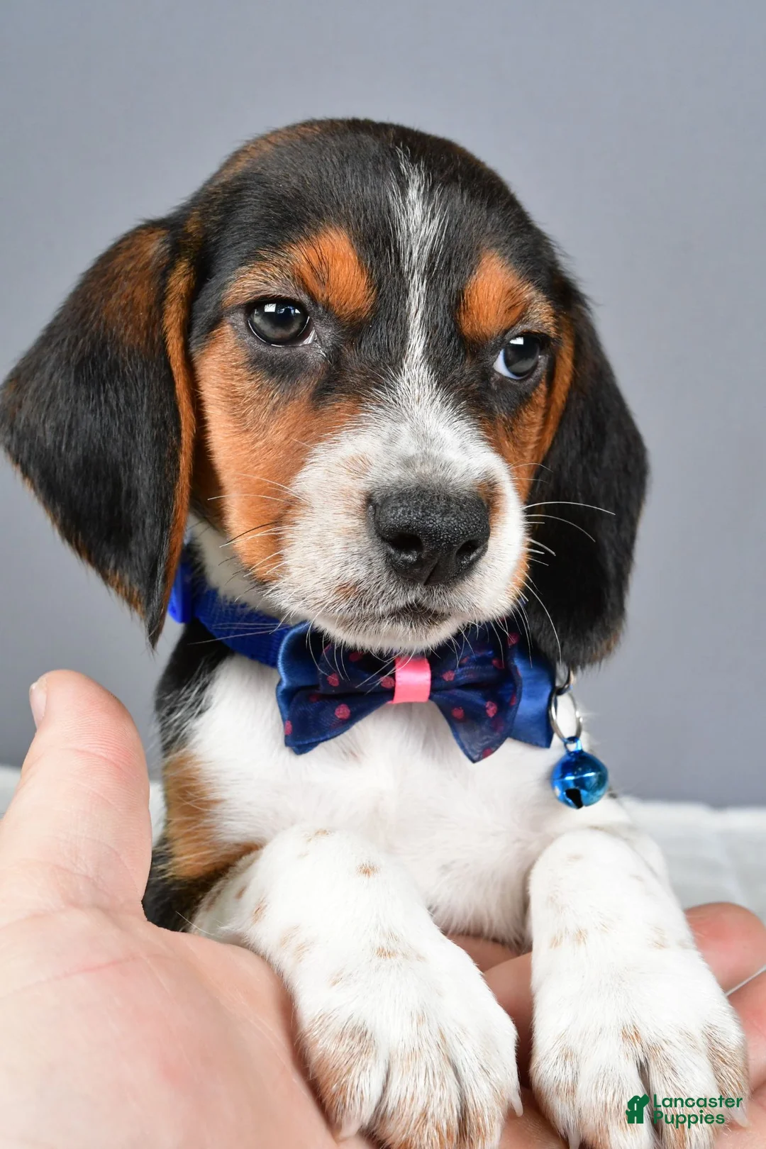 Beagle dogs for sale: Ozzy - Ad 9