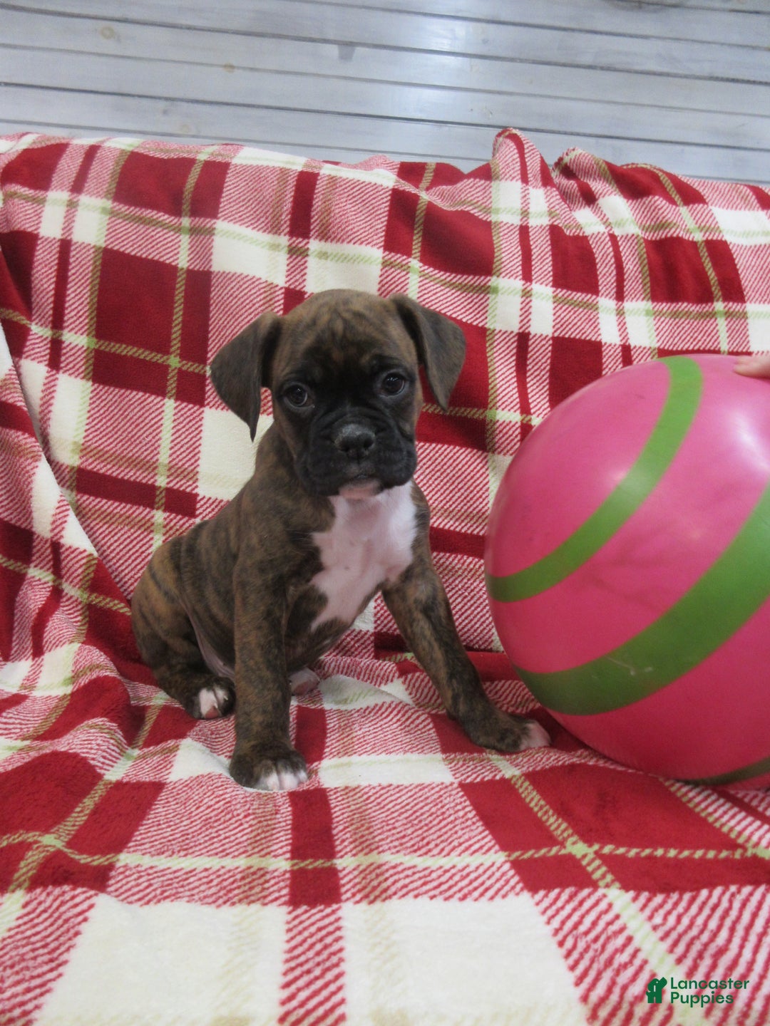 Boxer dogs for sale: Dallas - Ad 4