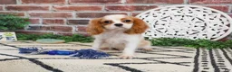 Cavalier King Charles Spaniel dogs for sale: Khalil  - Ad 3