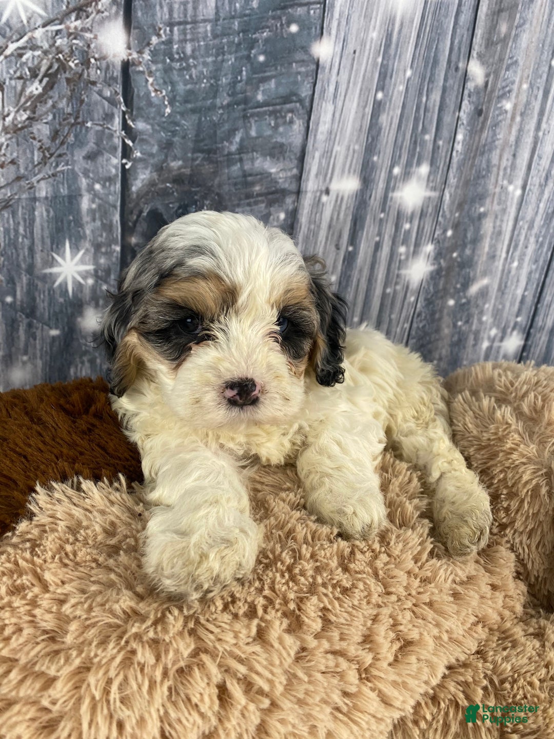 Cavapoo dogs for sale: Julie - Ad 2