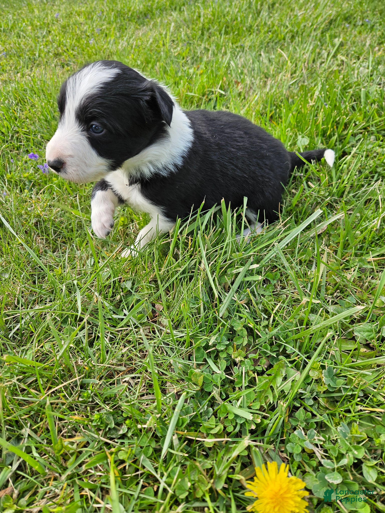 Border Collie dogs Violet - Ad 32