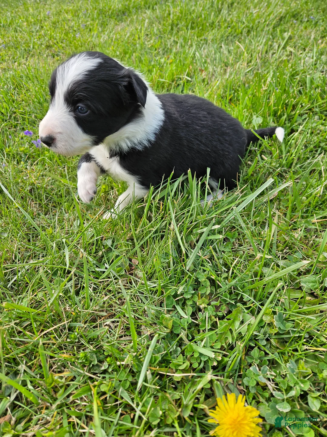 Border Collie dogs for sale: Violet - Ad 2