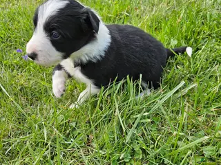 Border Collie dogs Violet - Ad 32