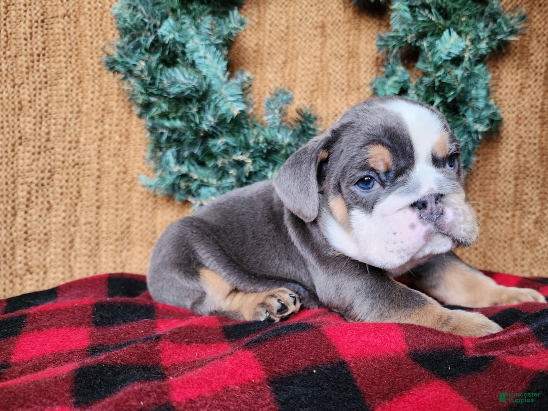 English Bulldog dogs for sale: Elliot - Ad 10