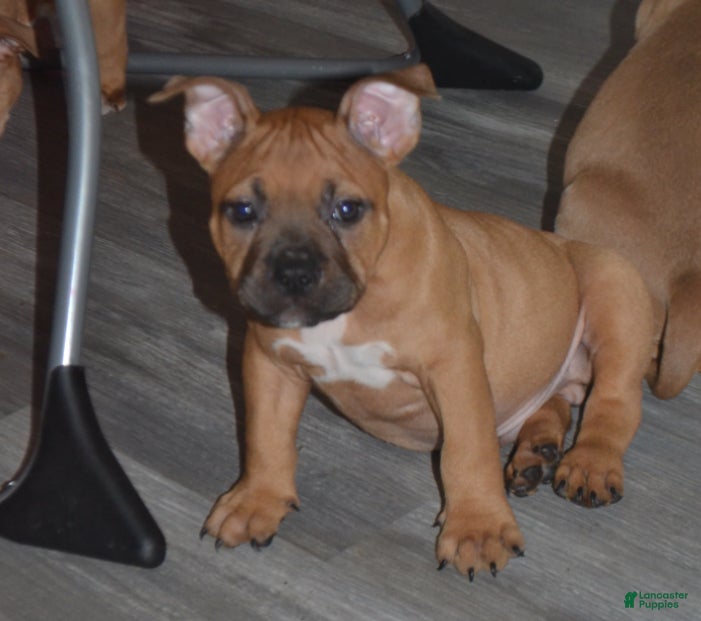 American Bully dogs Versace - Ad 15