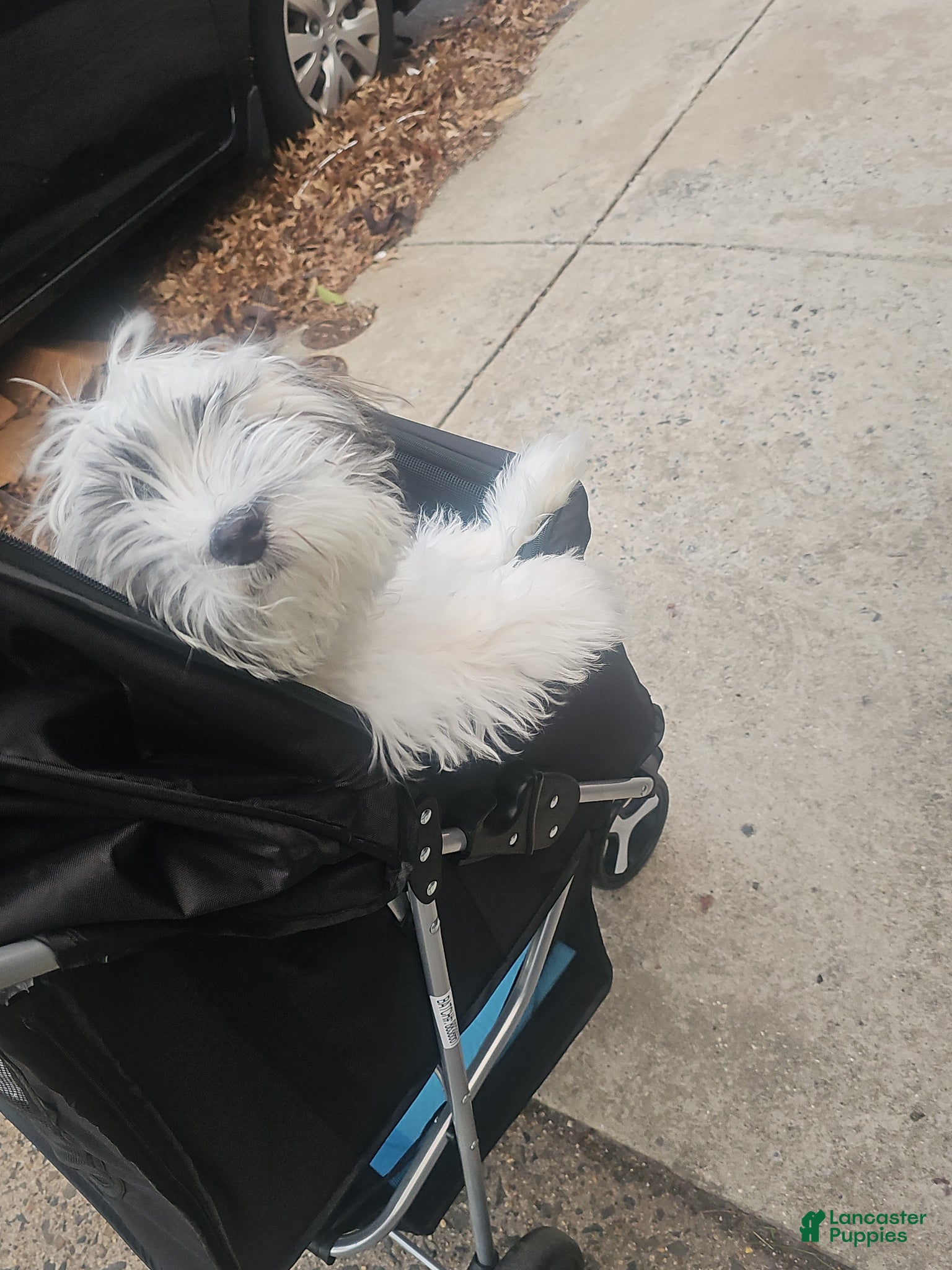 Mixed Breed dogs Shichon / Teddy Bear  - Ad 2