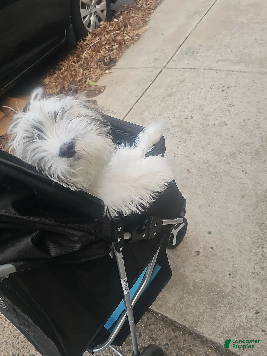 Mixed Breed dogs for stud: Shichon / Teddy Bear  - Ad 2