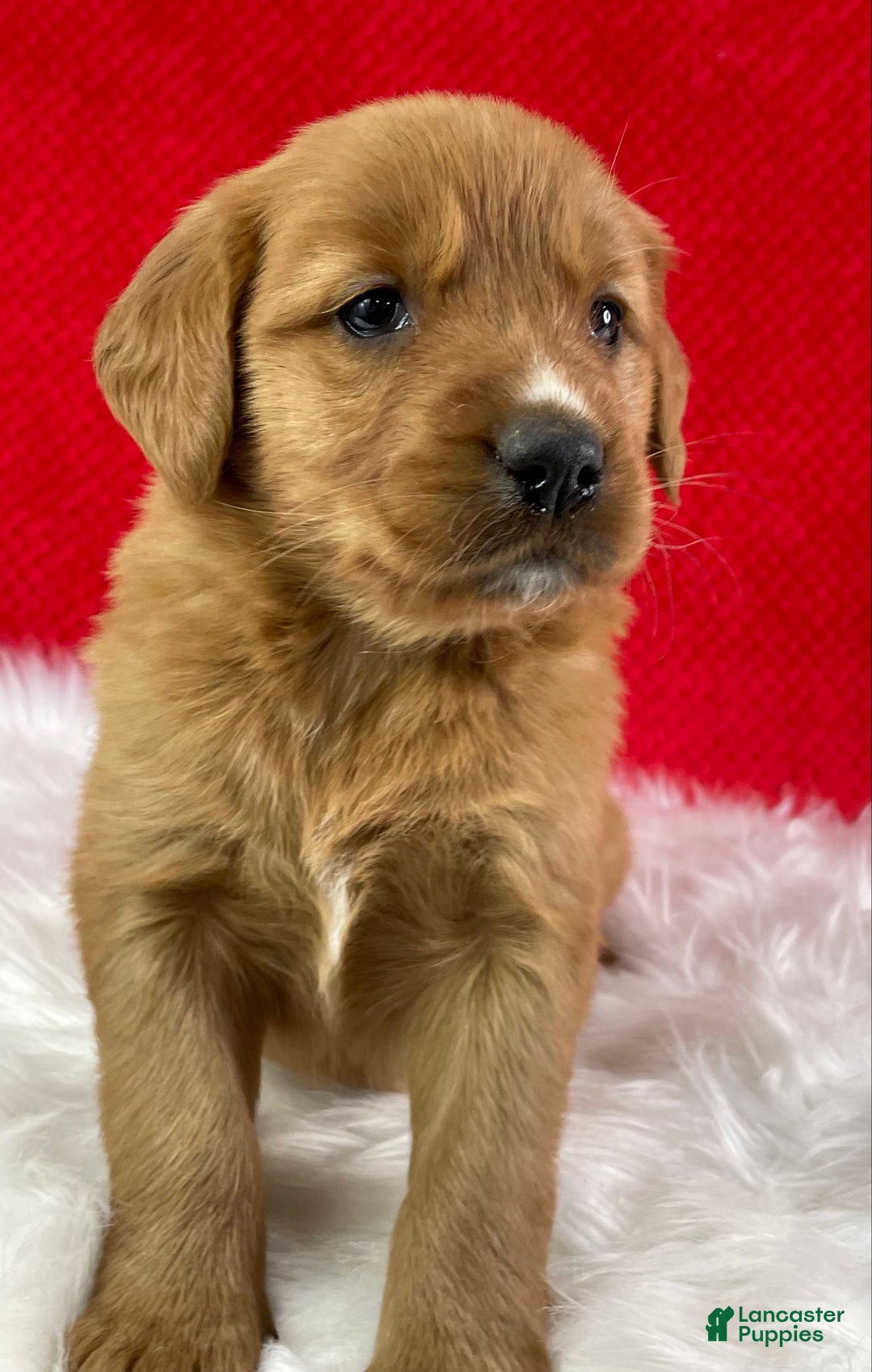 Golden Retriever dogs for sale: Eve - Ad 2