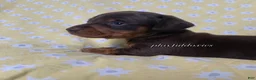 Miniature Dachshund dogs for sale: Tootsie - Ad 20
