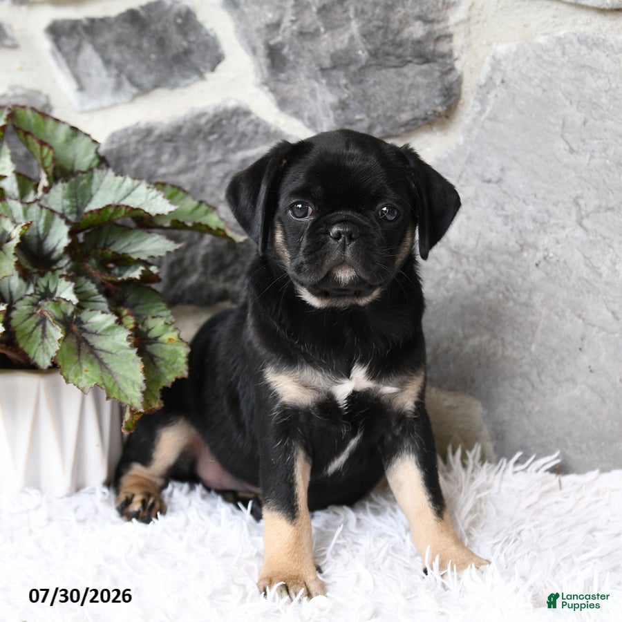 Pug dogs Bella   - Ad 2
