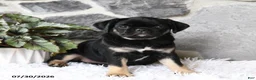 Pug dogs for sale: Bella   - Ad 2
