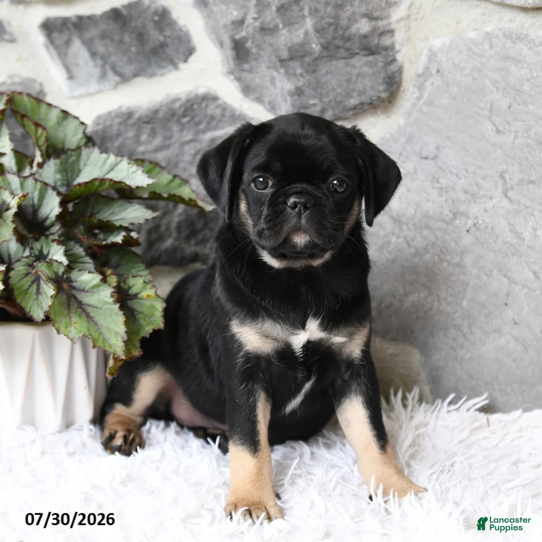 Pug dogs for sale: Bella   - Ad 2