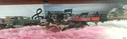 Chihuahua dogs for sale: Autumn blk tan girl. Hand Delivery  - Ad 5