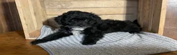 Mixed Breed dogs for sale: Lori - Ad 6