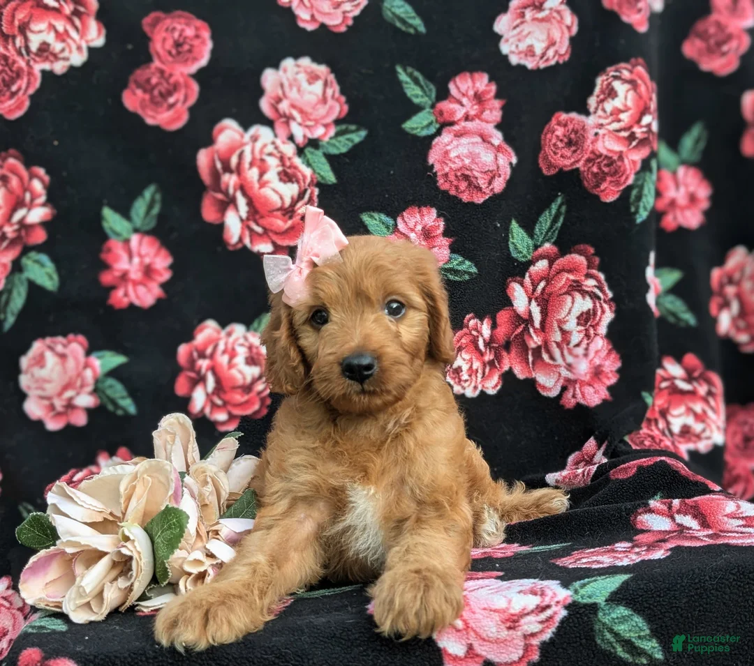Cavapoo dogs for sale: Adrianna Hypoallergenic - Ad 7