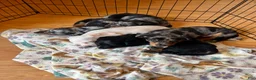 Dachshund dogs for sale: Rory  - Ad 3