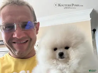 Pomeranian dogs Valentino - Ad 14