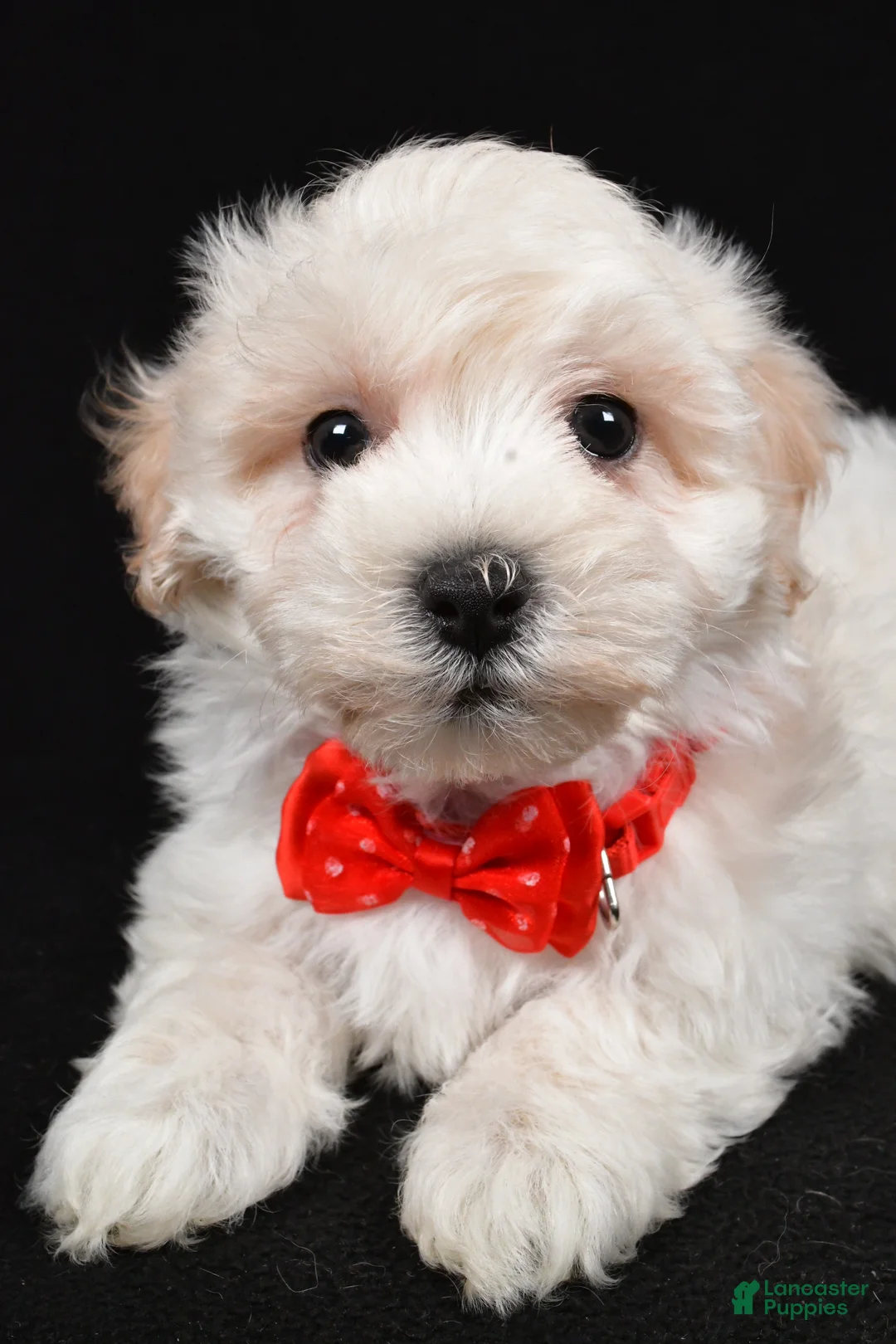 Maltipoo dogs for sale: Hans - Ad 4