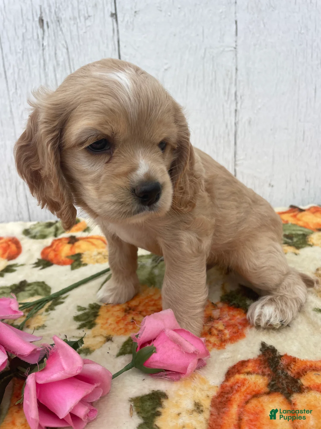 Cocker Spaniel dogs for sale: Copper - Ad 2