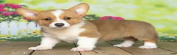 Welsh Corgi Pembroke dogs for sale: Sarah - Ad 3