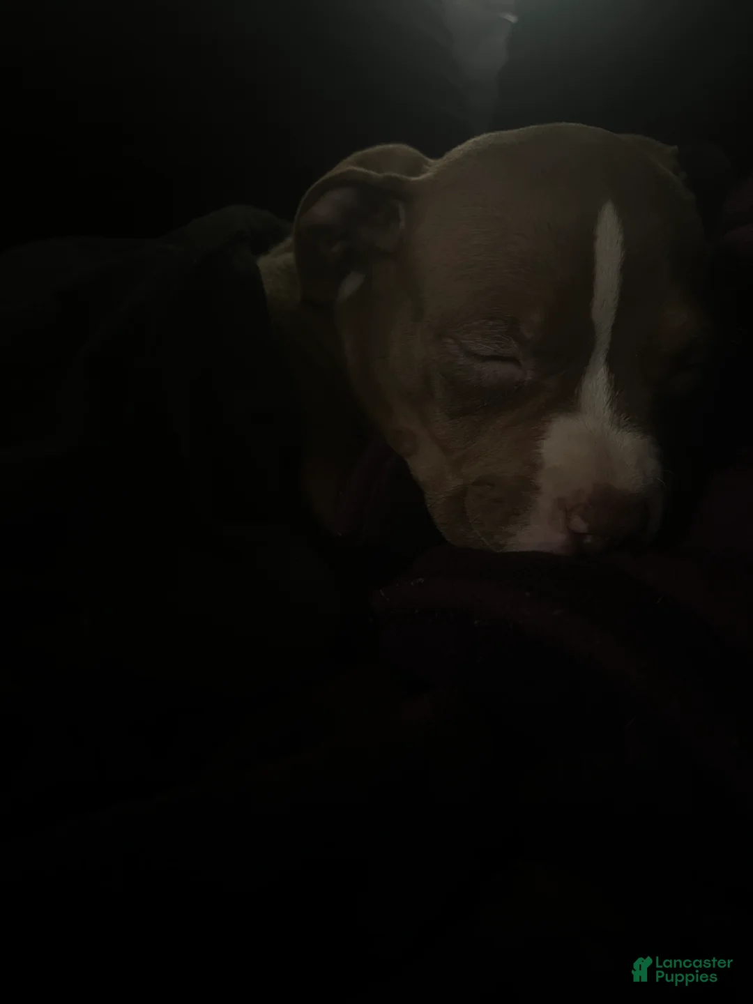 American Pit Bull Terrier dogs for sale: American Pit Bull Terrier Puppy 1 - Ad 4