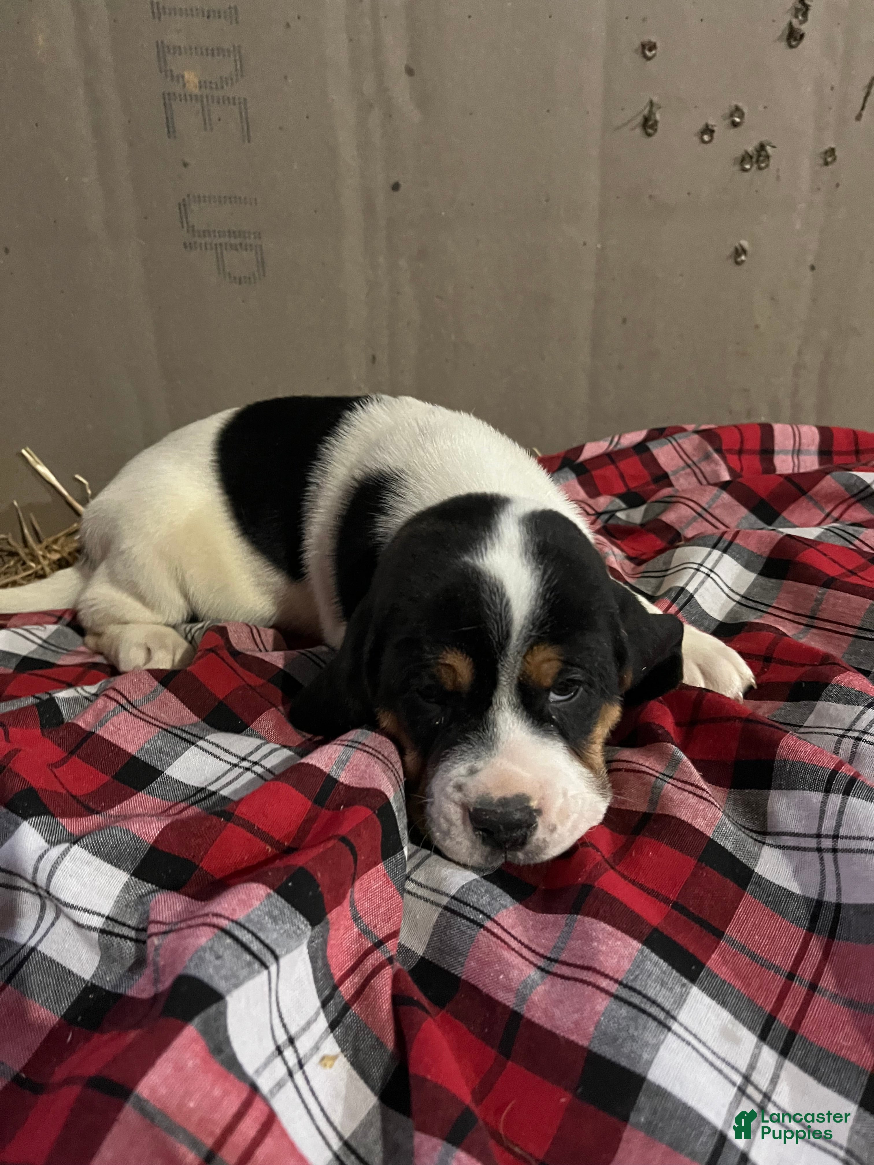 Mixed Breed dogs Blizzard  - Ad 21