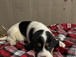 Mixed Breed dogs Blizzard - Ad 11