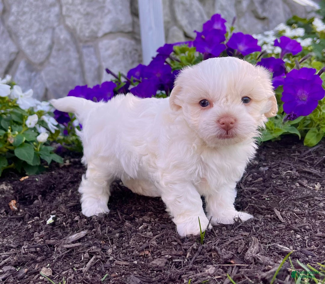 Havanese dogs for sale: Angie - Ad 3