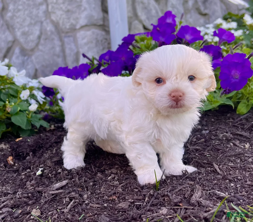 Havanese dogs for sale: Angie - Ad 3