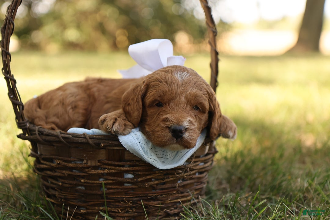 Mini Goldendoodle dogs for sale: Oakley - Ad 6