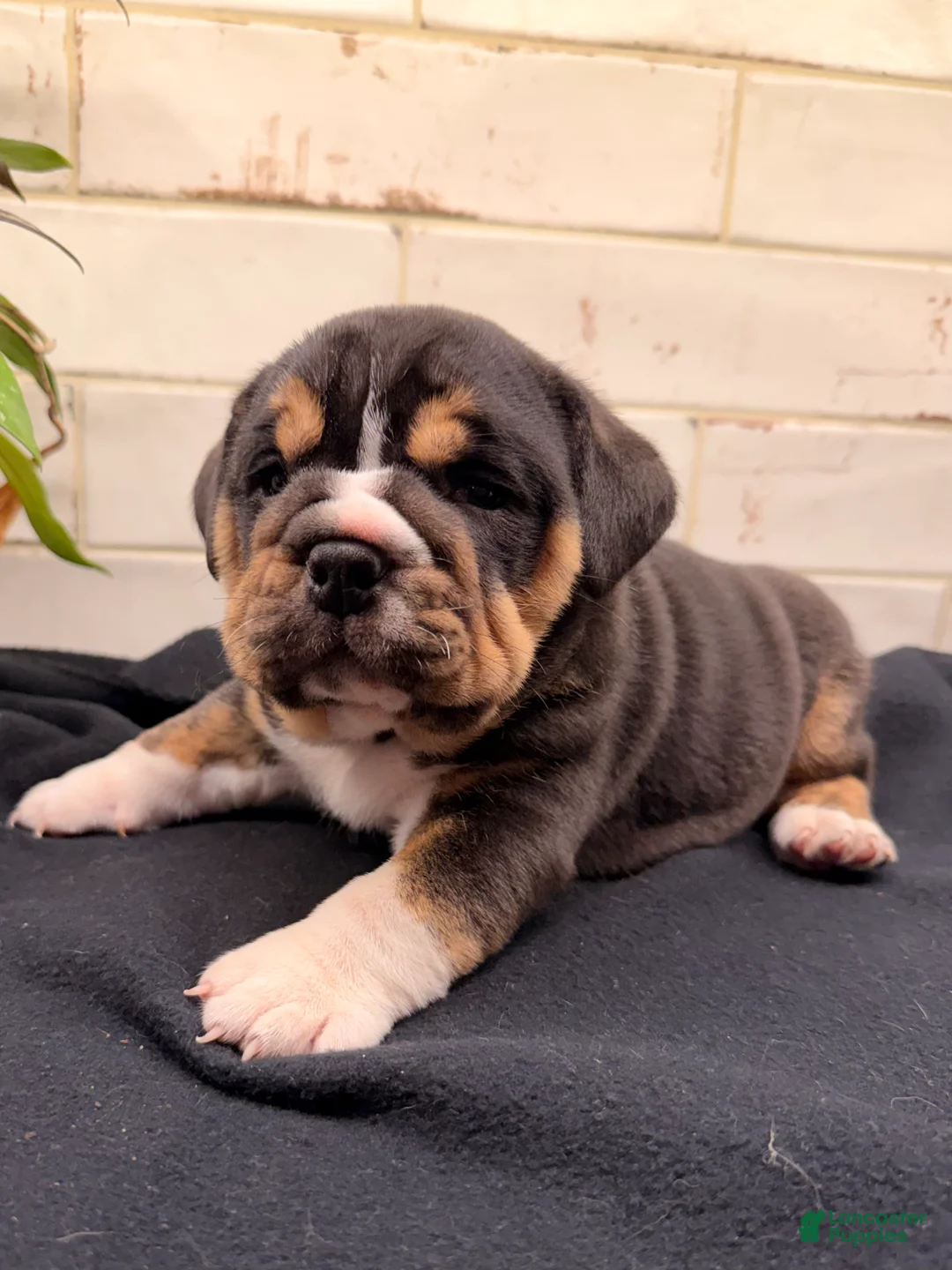 Beabull dogs for sale: Tulip - Ad 2