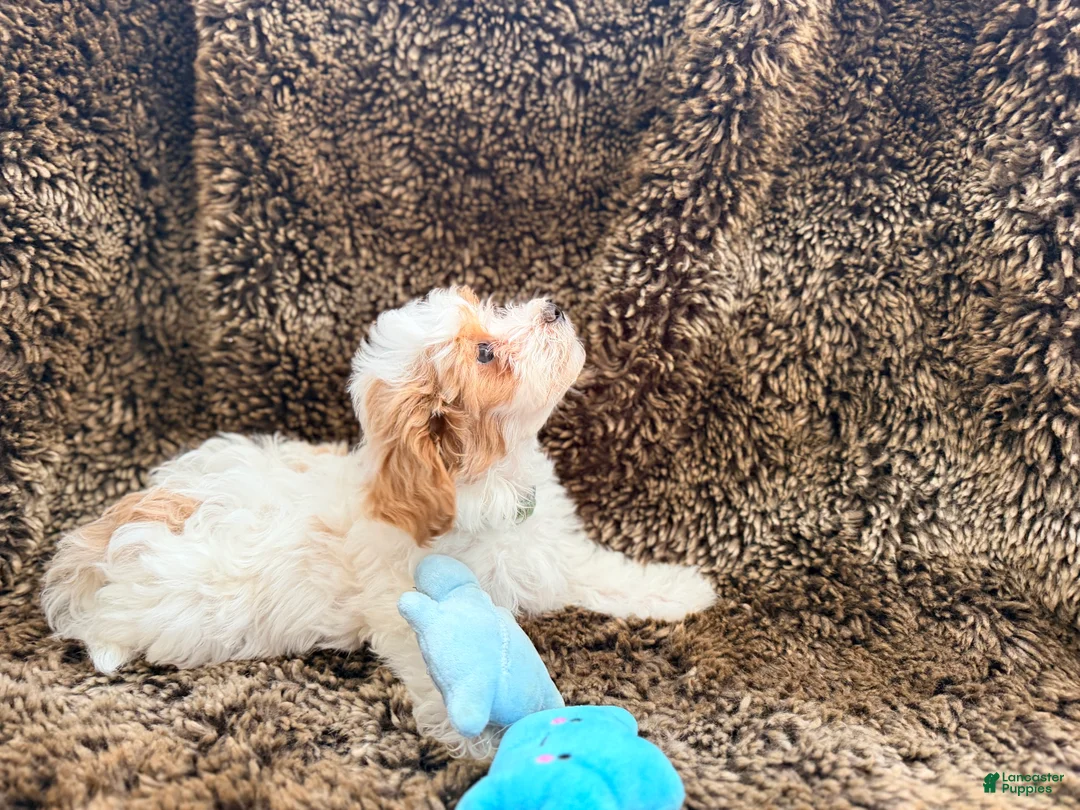 Maltipoo dogs for sale: Green - Ad 2