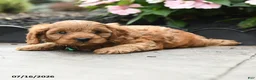 Cavapoo dogs for sale: Gaze  - Ad 4