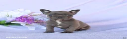 Frenchton dogs for sale: Annie - Ad 4