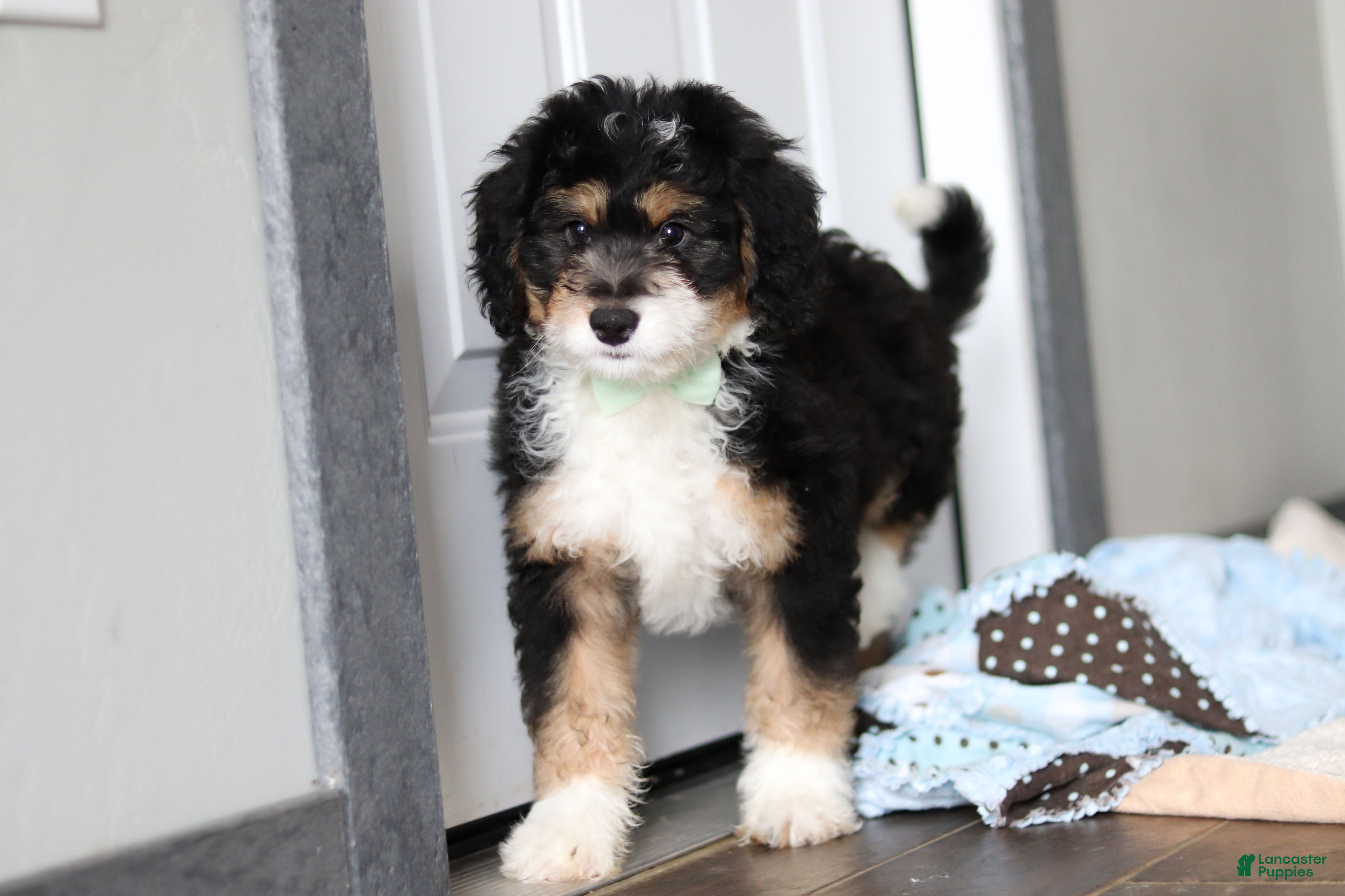 Mini Bernedoodle dogs Brock - Ad 2