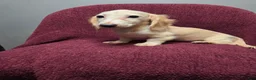 Miniature Dachshund dogs for sale: Sophie - Ad 1