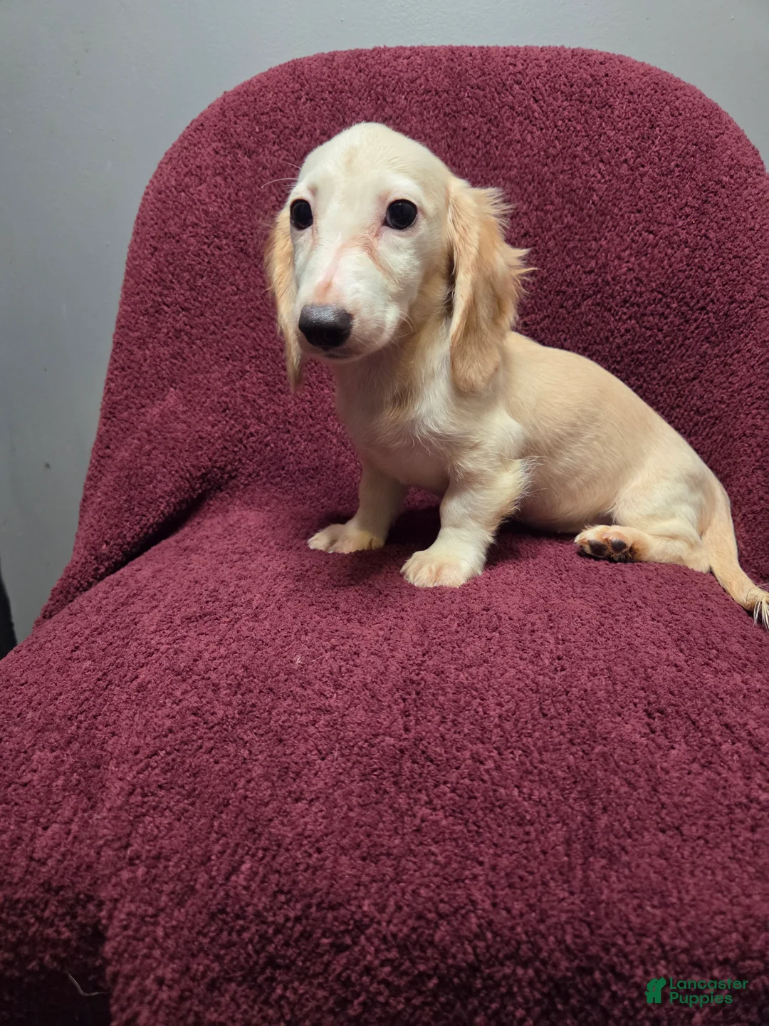 Miniature Dachshund dogs for sale: Sophie - Ad 1