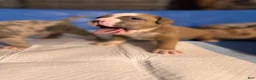 Mixed Breed dogs for sale: Duece  - Ad 3