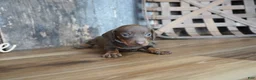 Miniature Dachshund dogs for sale: Brady - Ad 4