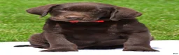 Labrador Retriever dogs for sale: Wilson - Ad 2
