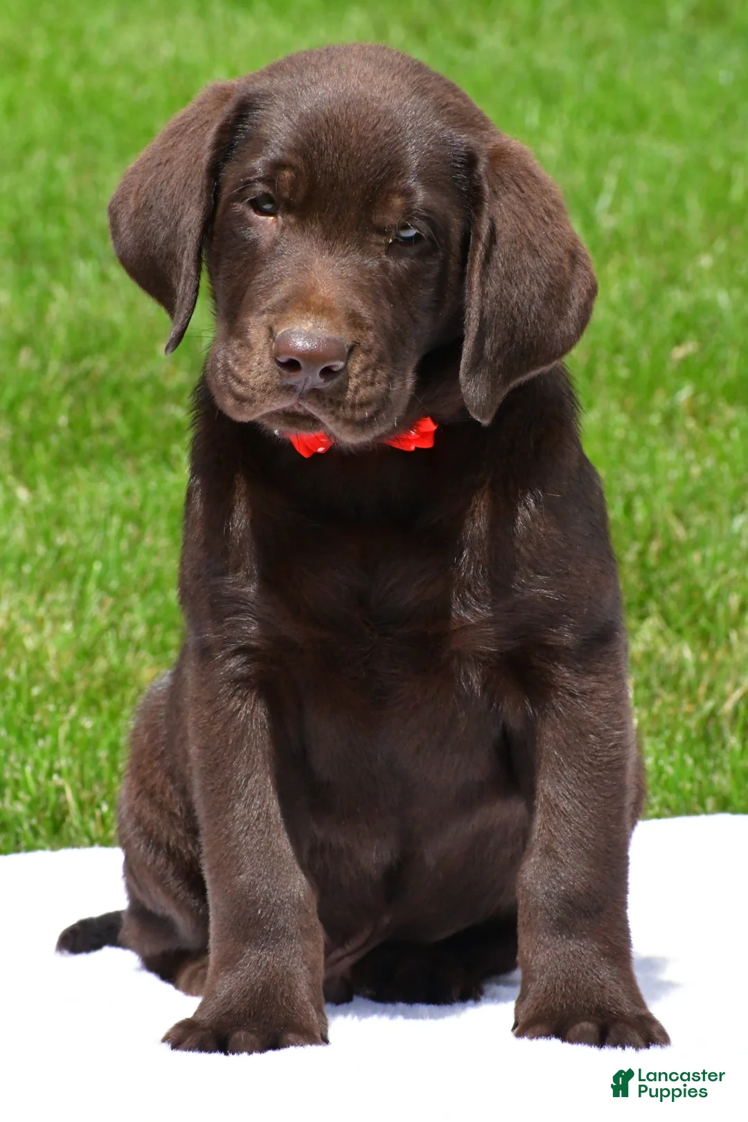 Labrador Retriever dogs for sale: Wilson - Ad 2