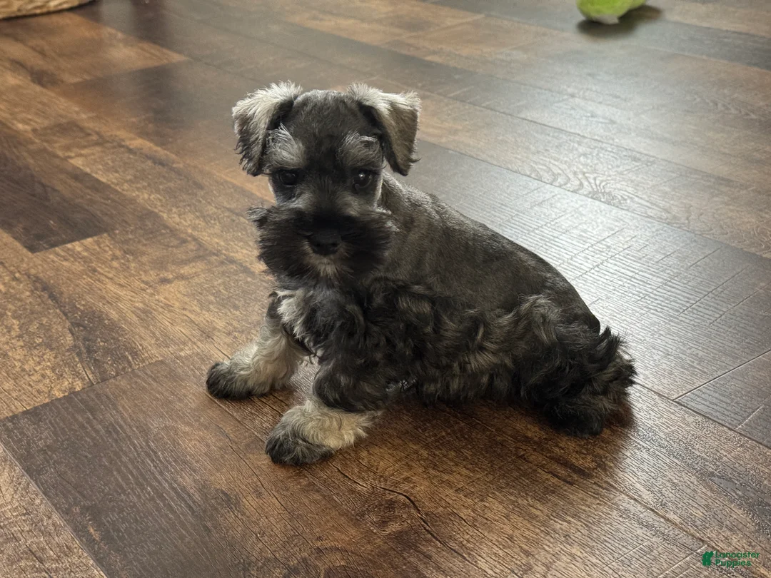 Miniature Schnauzer dogs for sale: Miniature Schnauzer Puppy 1 - Ad 4