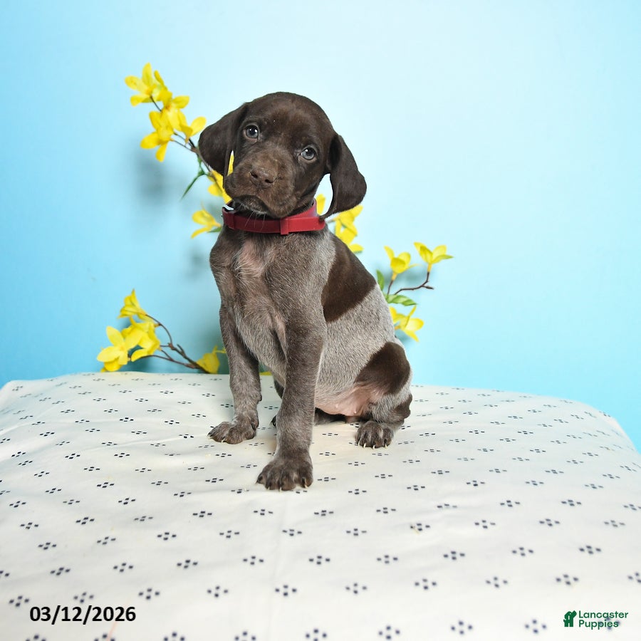 German Shorthaired Pointer dogs Tootsie - Ad 1