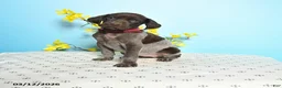 German Shorthaired Pointer dogs for sale: Tootsie - Ad 1
