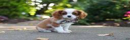 Cavalier King Charles Spaniel dogs for sale: Gus - Ad 8
