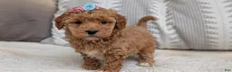 Havapoo dogs for sale: Tessa - Ad 2